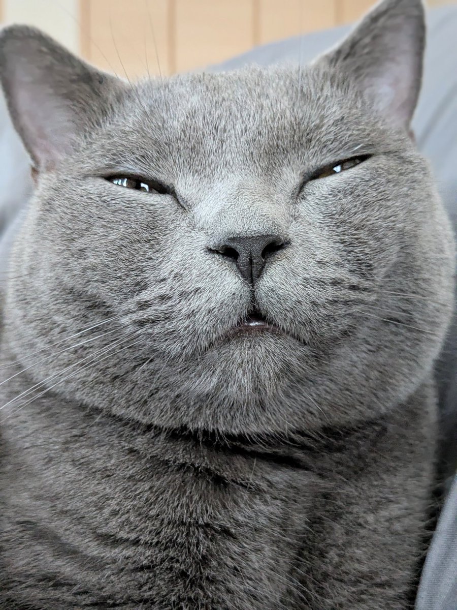 たぬを (@nekonotanukikun) / Posts / X