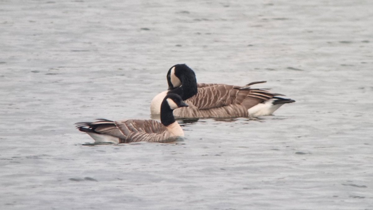 Craig Reed tweet media