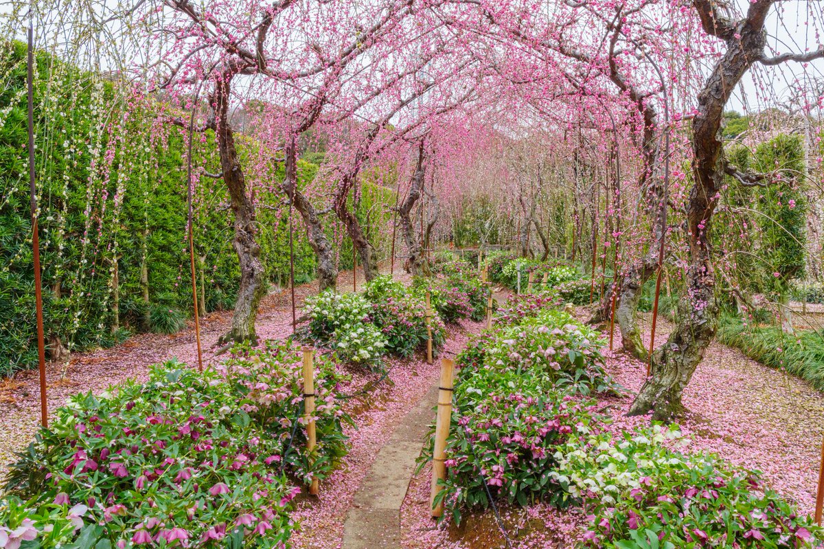 静岡のパパさんママさん、今週末の三連休（2/21〜23）は梅見日和になり