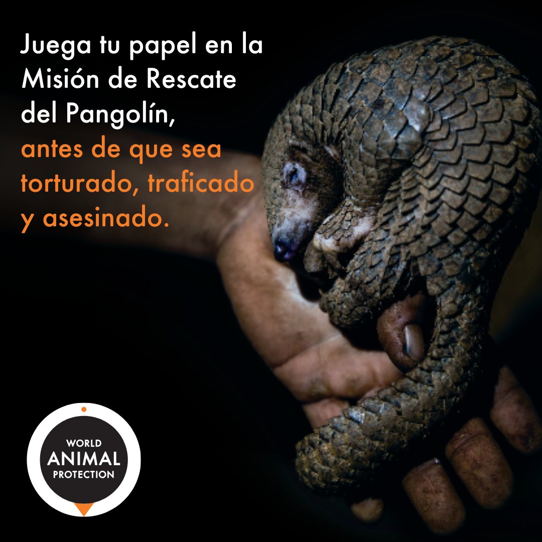 MovemosalMundo's tweet photo. El comercio ilegal de pangolines sigue prosperando.

Pero con tu ayuda, podemos rastrear a los cazadores furtivos, rescatar a estos animales y devolverlos a un lugar seguro.

Tu apoyo puede salvar vidas. ¡Dona ahora!