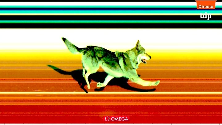 Que le han hecho photofinish al perro ESTOY LLORANDO