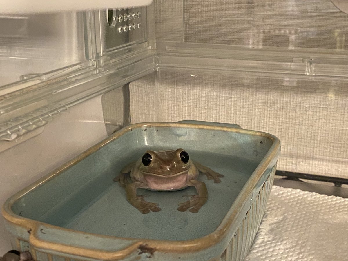 ただいまー！って帰ったら、お風呂で返事をしてくれた新田さん🐸