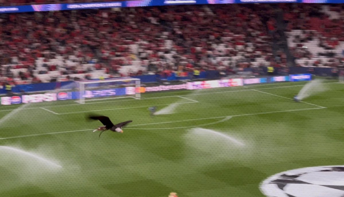 17 Feb. BENFICA R.MADRID. AMBIENTE MUY TENSO Y VICTORIA PARA EL MADRID. SALIMOS ESCOLTADOS
🎬Video completo:
youtu.be/IcfeFNIWU_s