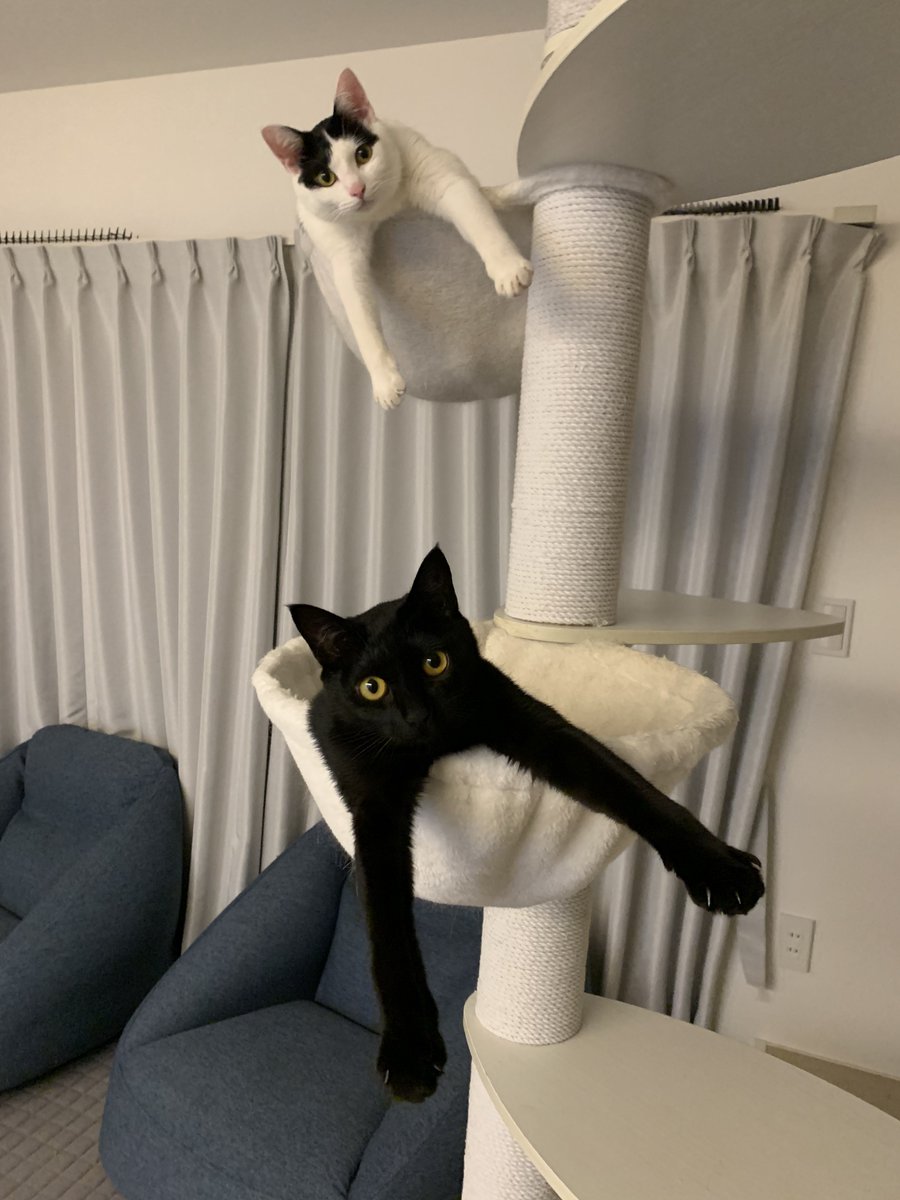 おはぎとおむすび2歳です 今ではシンクロきょうだいとして可愛く成長し