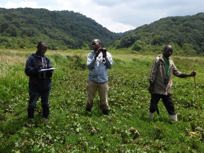 NatureUganda_'s tweet photo. Did you know the endangered Grauer’s Swamp Warbler still survives in unprotected #wetlands in SW Uganda?
These habitats face rapid landuse change, putting the species at risk. Evidence-based #conservation is urgently needed. #WetlandsConservation #BirdsOfUganda @Africabirdclub https://t.co/37PrUCeqaW