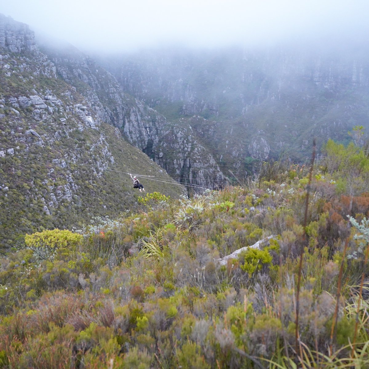 Cape Canopy Tour tweet media