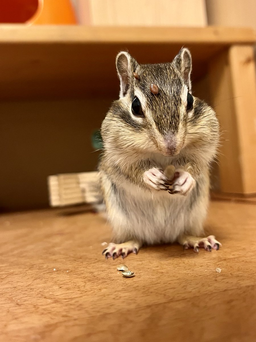 あたし、さんご🪸 おでこピアスつけてみたよ🐿️✨ オシャレでしょ？