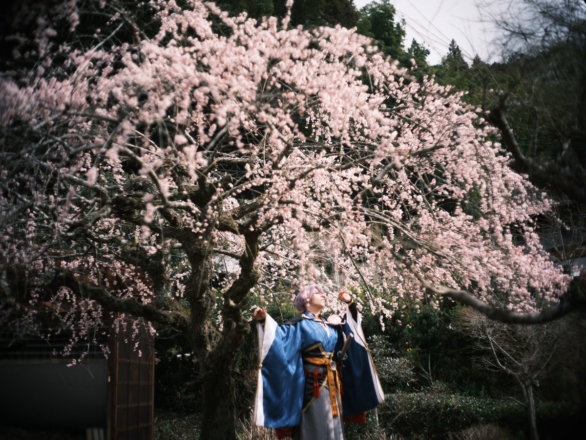 #梅見併せ
#萩往還梅林園まつり
⚠️コスプレcosplay

『絢爛豪華、とはまさにこの事だね』

彼は陽の光に眩しそうに目を細めて、満足そうに
けぶる枝垂れ梅をみていた
📸ゆうあさん<a href="/yuayua2144/">ゆうあ🌸🦀🐚</a>