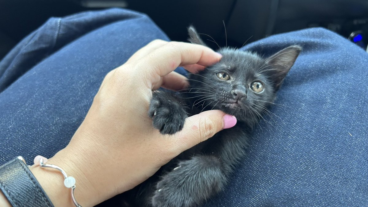 18/02/26 จากเจริญกรุงสู่จันทบุรี ส่งเม่นน้อยถึงอุนแม่แล้วค้าบ

เด็กดีเรียบร้อย นั่งรถแบบไม่โวยวาย หลับปุ๋ยตลอดทาง

ขอบคุณพี่ๆ ที่เอ็นดูน้องและช่วยแชร์จนน้องกับคุณแม่ได้มาเจอกันนะคะ🫶🏻 ป้าเป็นปลื้ม มีแรงใจเก็บแมวต่อไป

#adoptdontshop