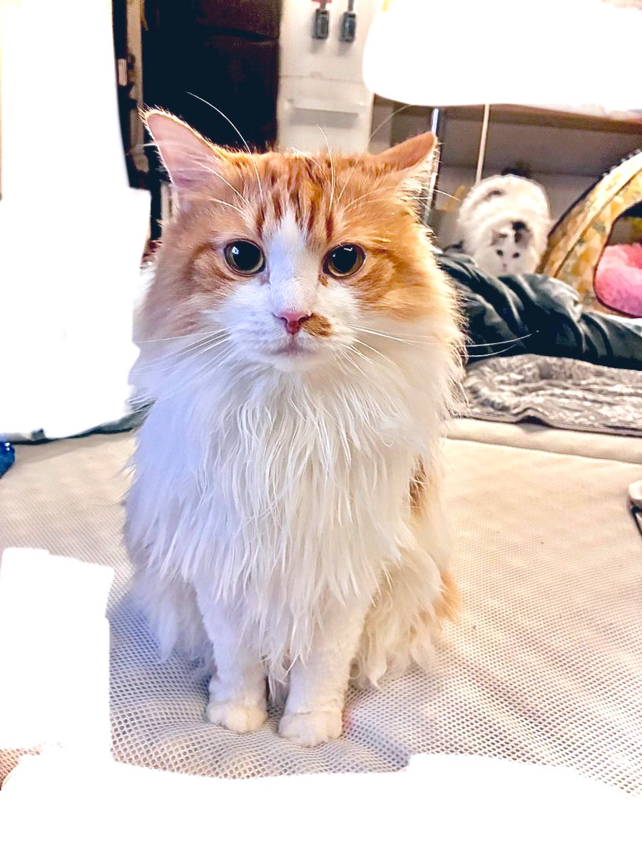 横顔がバチイケな猫の正面です