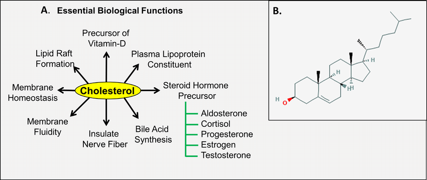 It is tiresome,

Especially that part of STATINS.

They have been misadvised that "cholesterol is dangerous and if you don't lower it, you will die."

It is the biggest deception in the medical industry.

• Cholesterol is the lipid of life.

• Cholesterol is the raw material of
