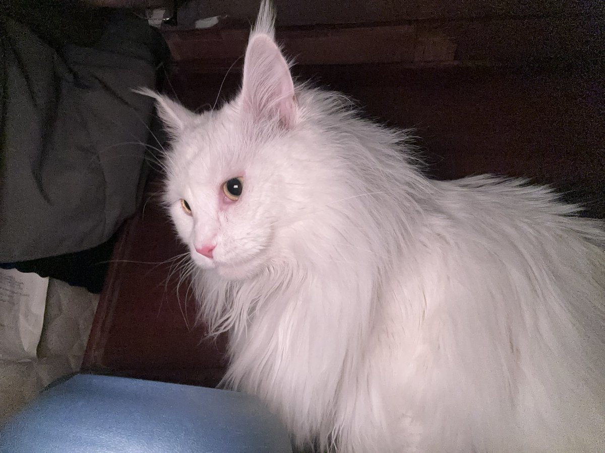 iSmoothie tweet media