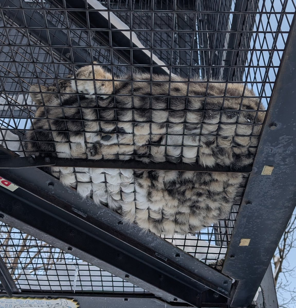 utrworks's tweet photo. ユキヒョウをどーぞ
#旭山動物園 
#ユキヒョウ https://t.co/MM3ZcnG869