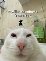 Aurora Sprintah tweet media