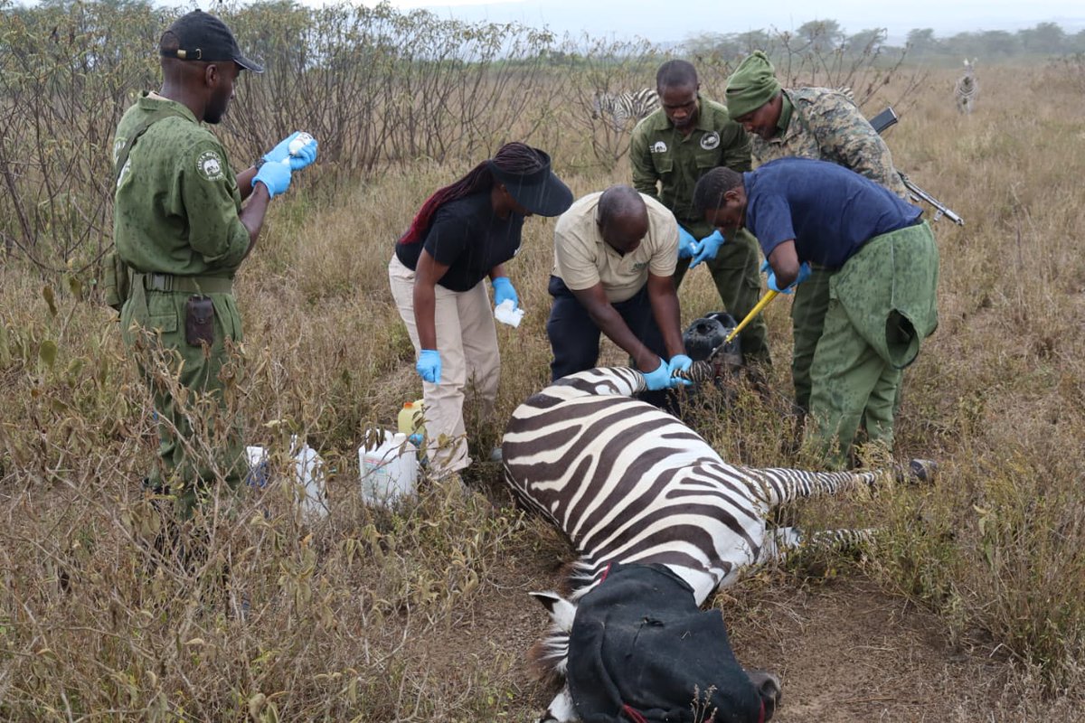 Africa Network for Animal Welfare tweet media