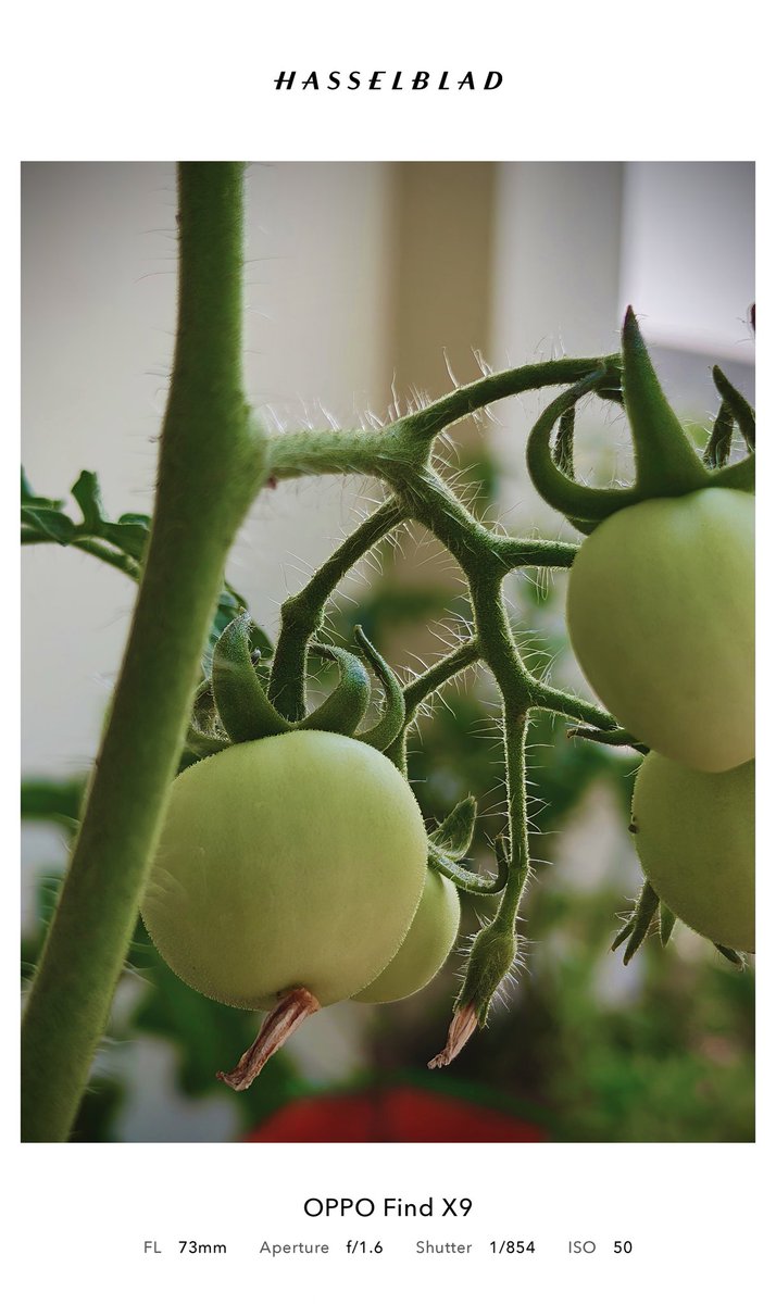 OPPO Find X9 Macro Shot 😎

Slightly edited on Phone 🫡

#OPPO #OPPOFindX9