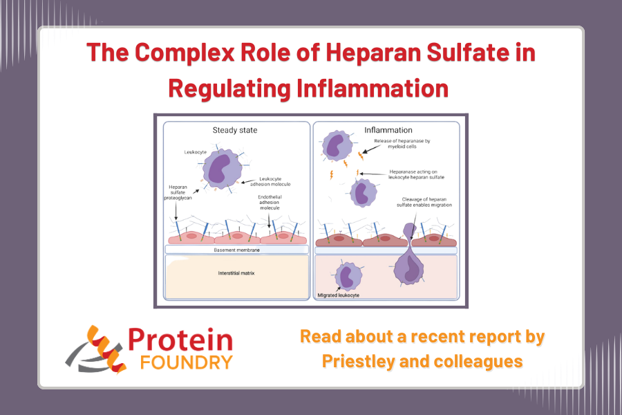 proteinfoundry's tweet photo. In our latest post, we highlight how heparan sulfate remodeling influences leukocyte navigation and why it matters for inflammatory research.

Read more here: https://t.co/pTf1PxPnWs

#Biotech #CellBiology #Chemokines #GPCR #ProteinScience #StructuralBiology https://t.co/r87A5emu0u