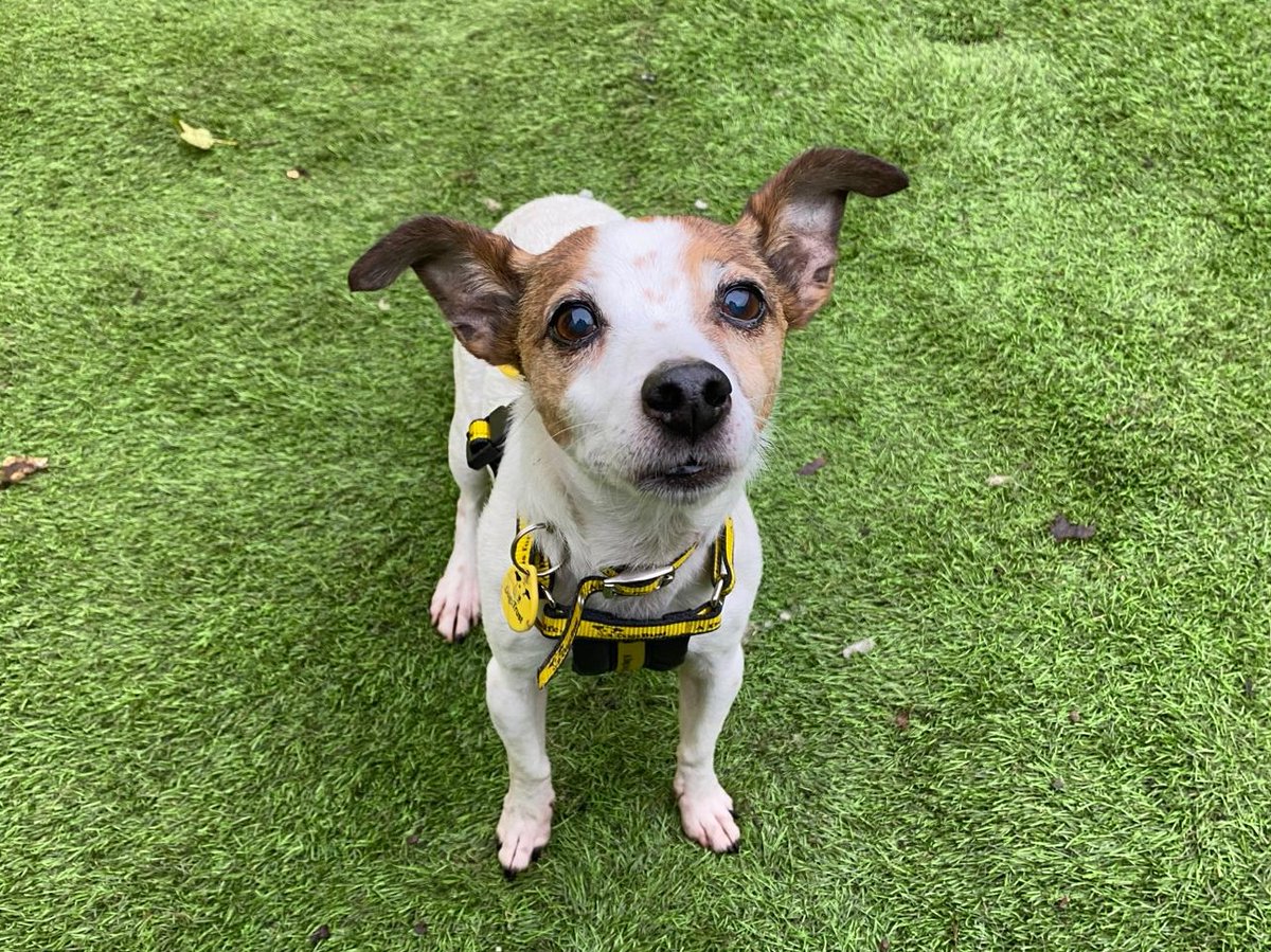 Little Rosie is just as cute as a button🐾 At 12 years old, she's looking for her second chance in life where she can receive all the love she deserves💛

Check out her profile today👉 bit.ly/3OLEhOd

@dogstrust
#adoptdontshop
#adogisforlife
#dogstrustwestcalder