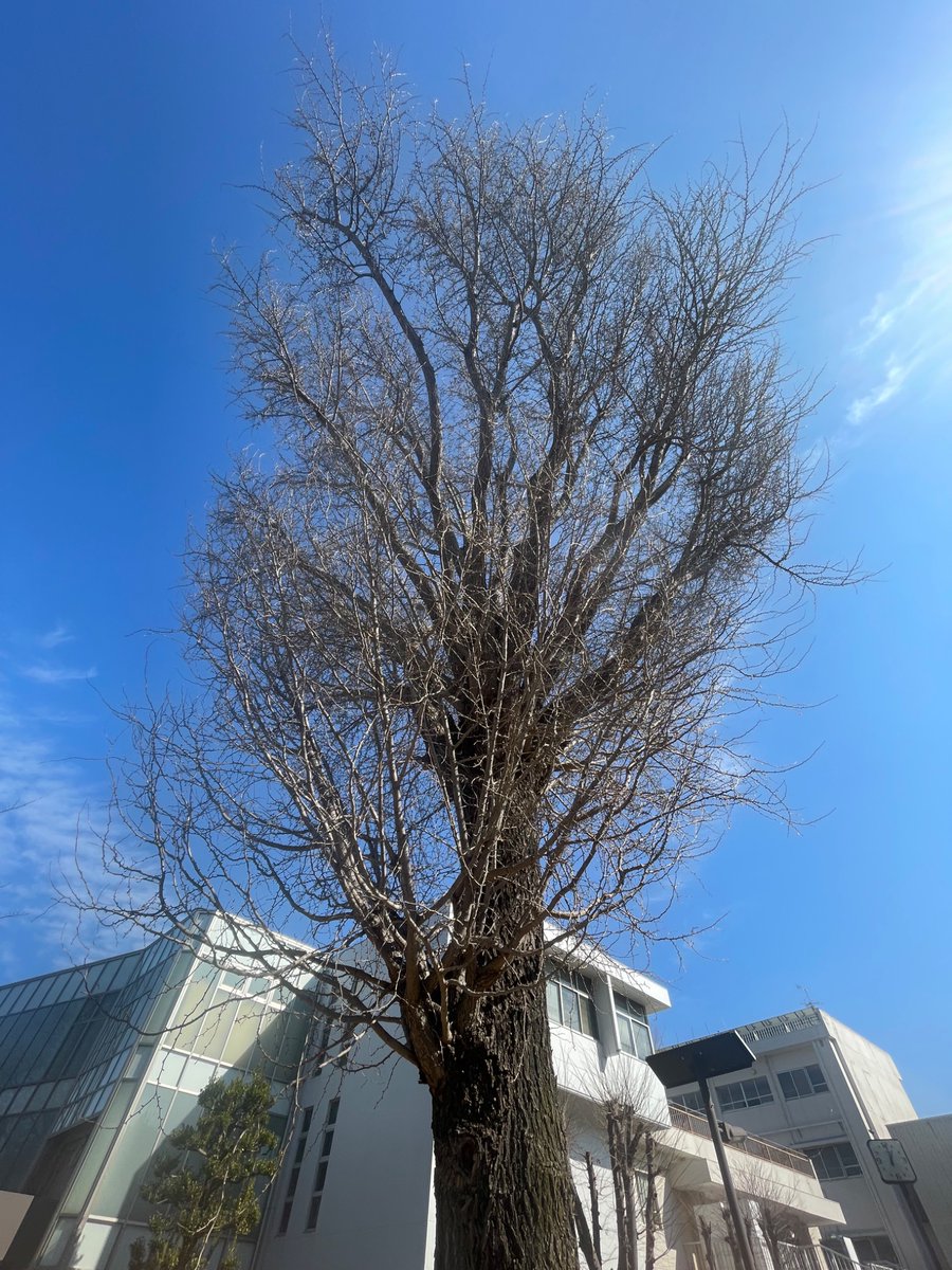 URAKOSAI79th's tweet photo. 《銀杏樹 成長記1》
浦和高校の正門を入ってすぐにある、浦和高校のシン��ル、銀杏樹。

まだ葉はついていませんが、浦高生のごとく、たくましく生きています。 https://t.co/0eiwZi68Fe