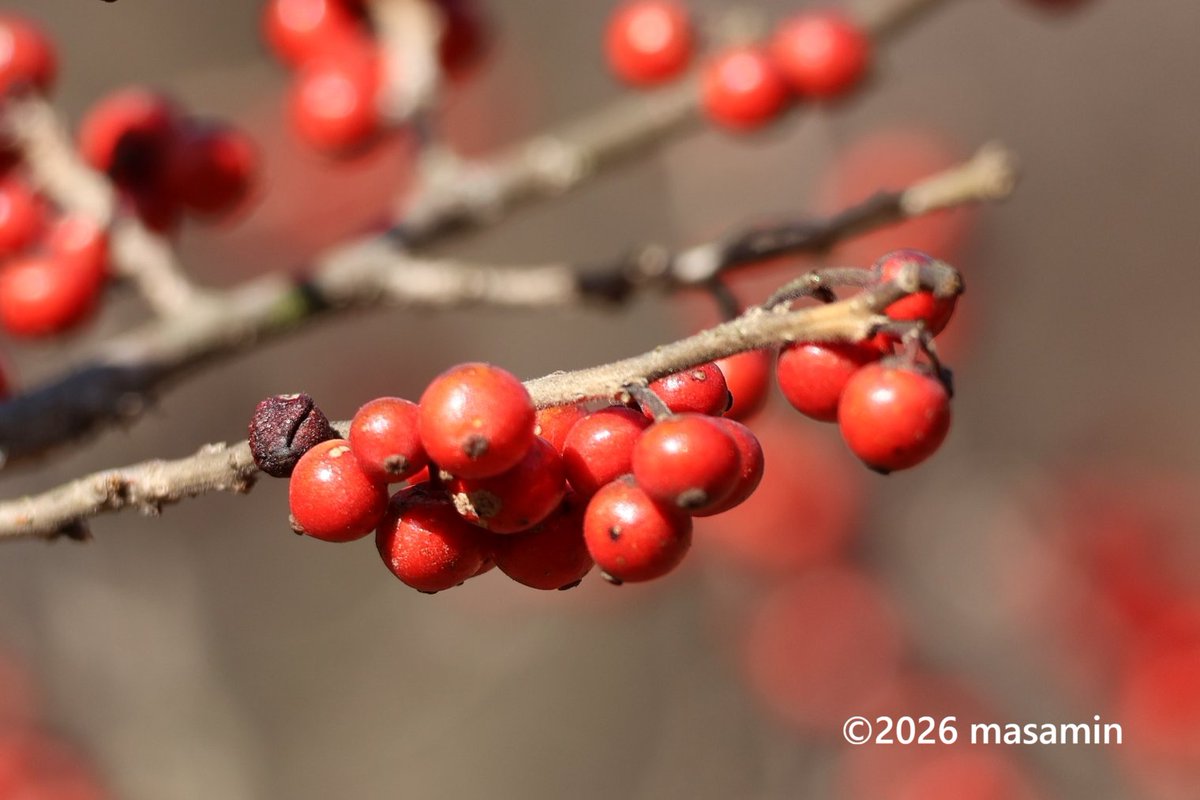 こんにちは🤗 #ウメモドキ （梅擬） 学名 Ilex serrata モチノキ科