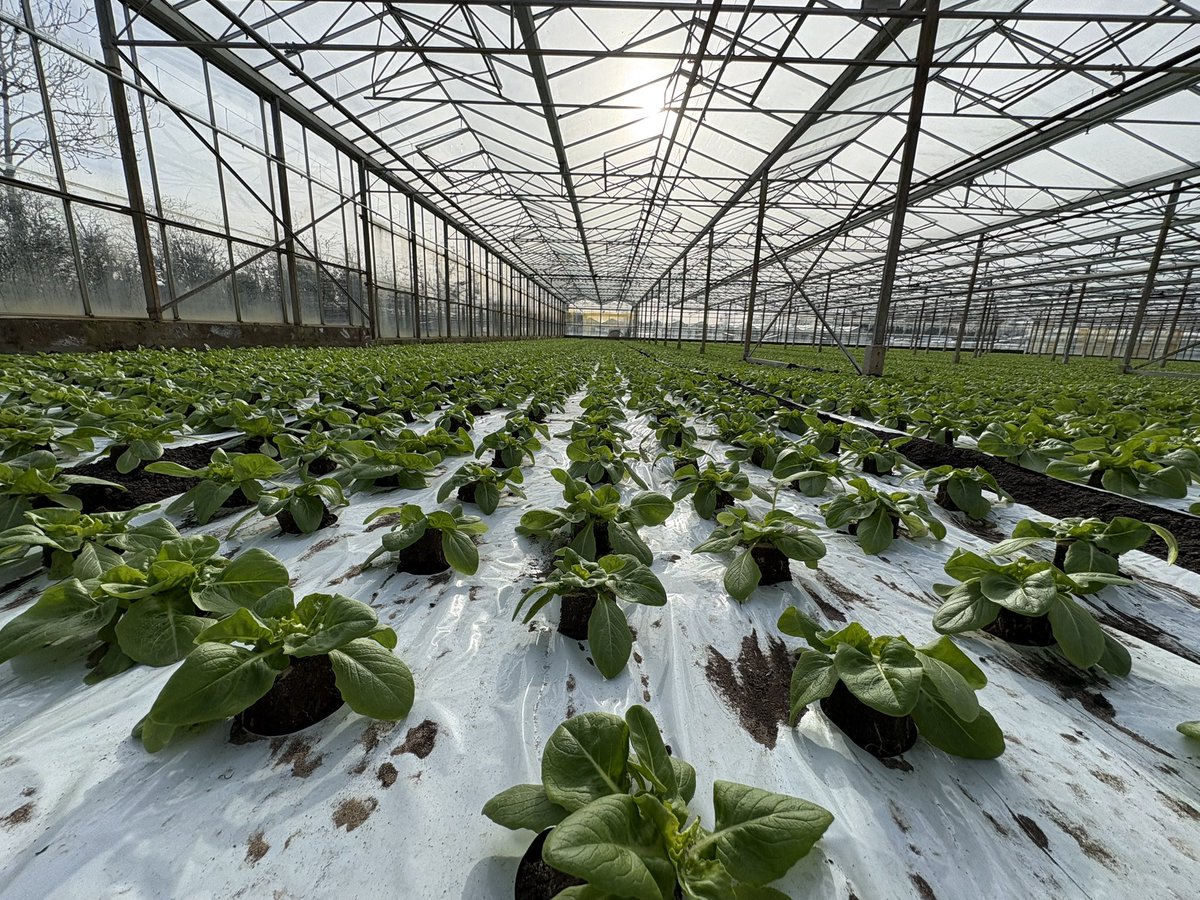 Alexander Silverwood tweet media