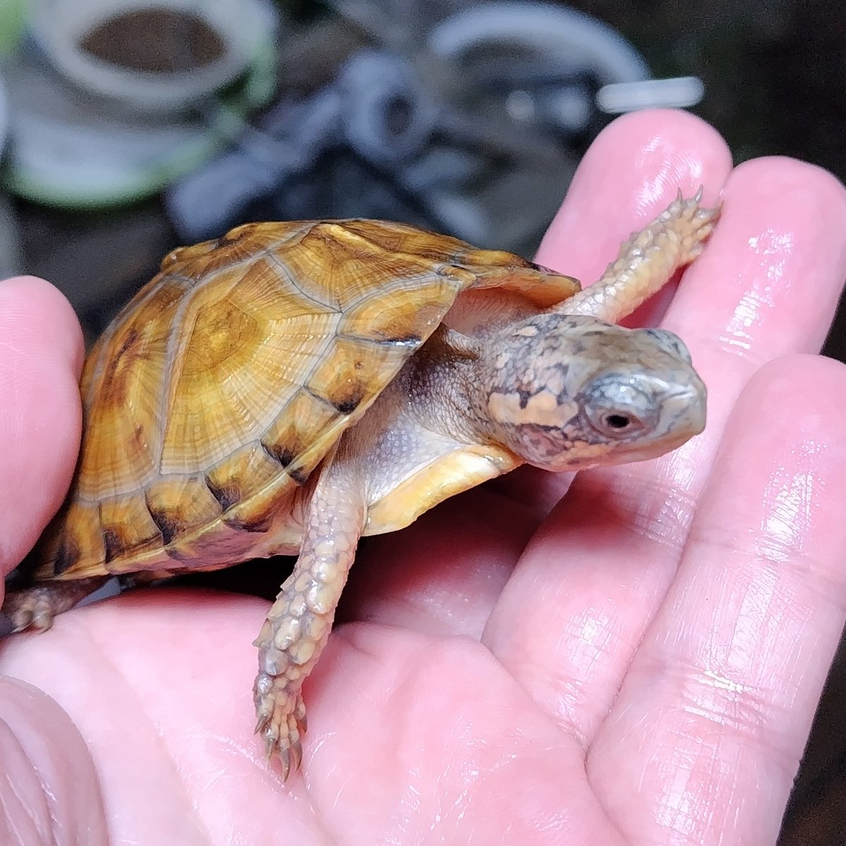 慈甲庵✡️さん(@jikouantk ) トウブハコガメ 2025CB 慈甲庵さんとこの