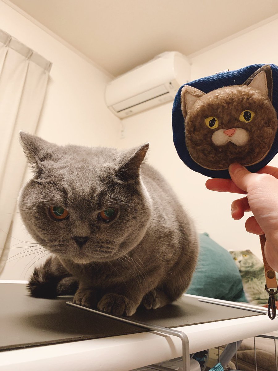 renoyass's tweet photo. 可愛い猫ポーチゲットしたので、ビッシュ連れ歩いてると思って愛用するぞ！！！ https://t.co/1zPJdpbUbq