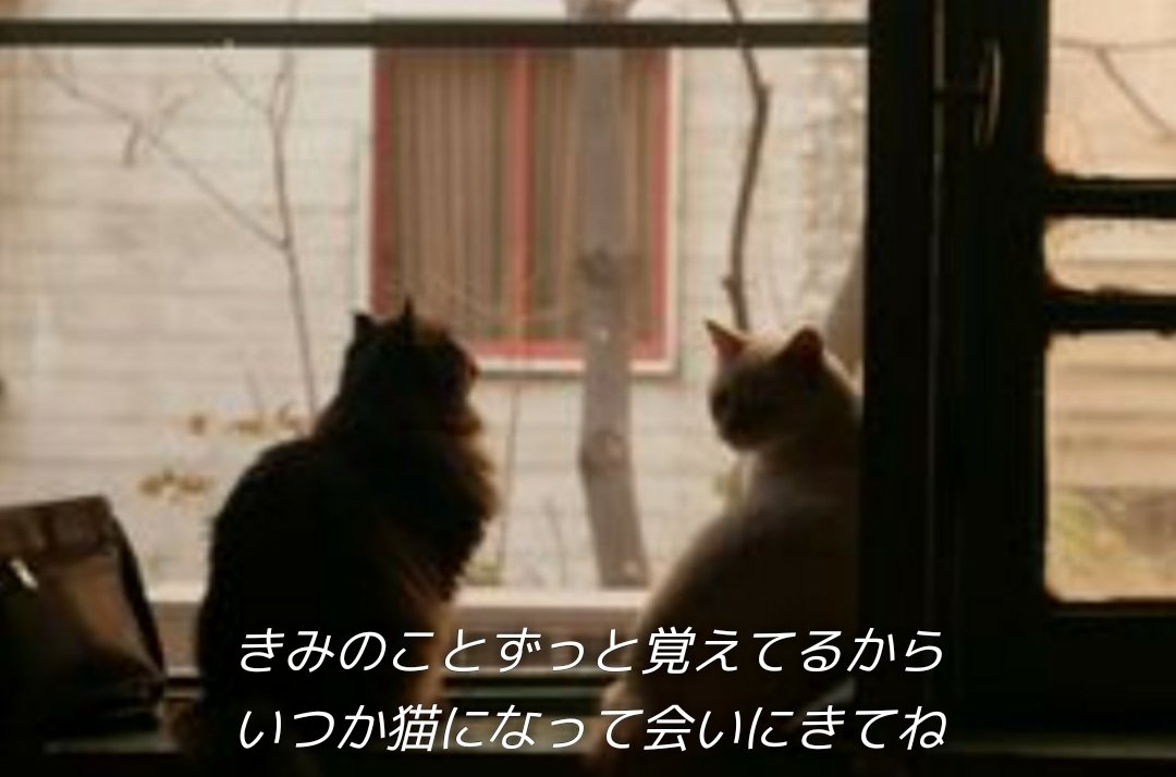 すみれ tweet media