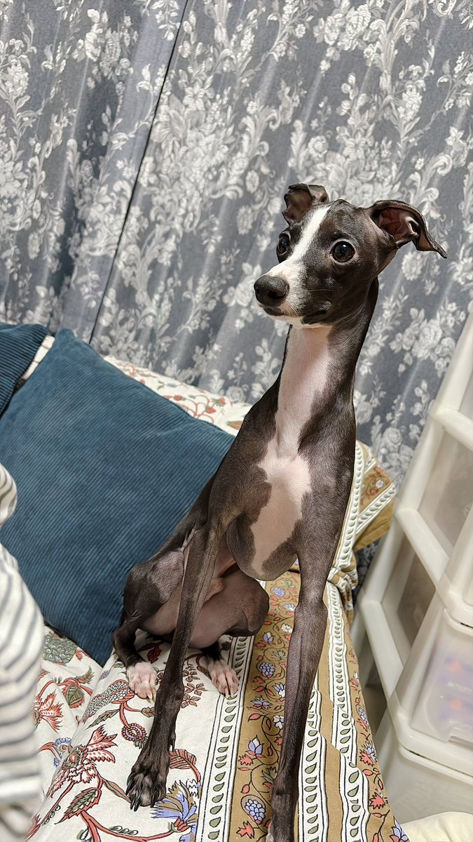 あーーーーん また大好きなタイプのイタグレちゃん見つけてしまった