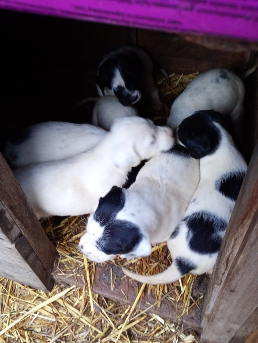 Rastemo. Malo od mame, malo od granuluca i čekamo 27.02 da se rešimo unutrašnjih parazita. 🥰