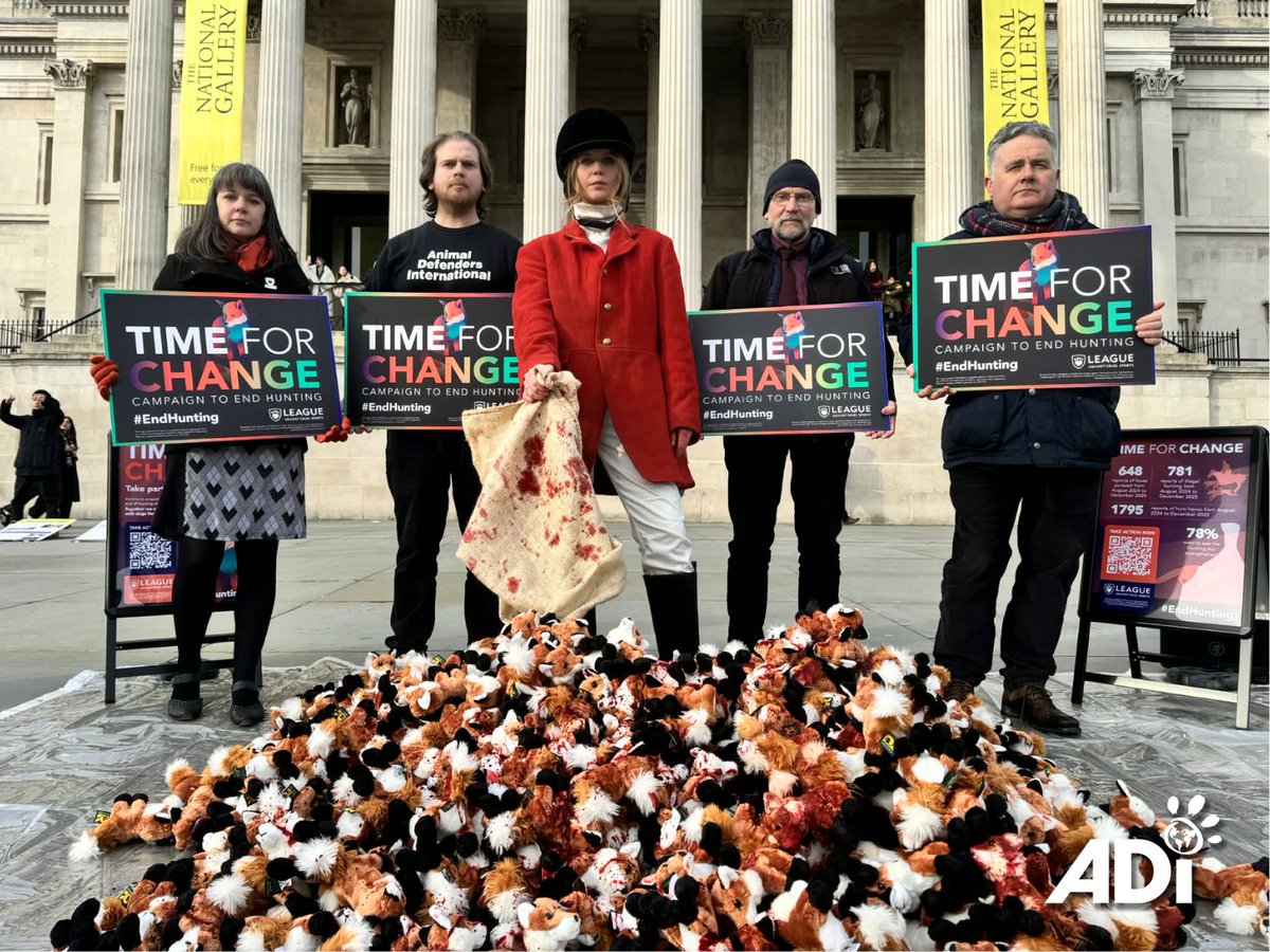AnimalDefenders's tweet photo. Outside 10 Downing Street, we urged Keir Starmer to launch the hunting law consultation now. Backed by 36,000+ supporters, we called for a real ban on trail hunting and to close loopholes in the Hunting Act 2004. Time to protect wildlife properly. #StopTheHunt https://t.co/fWOL60U823