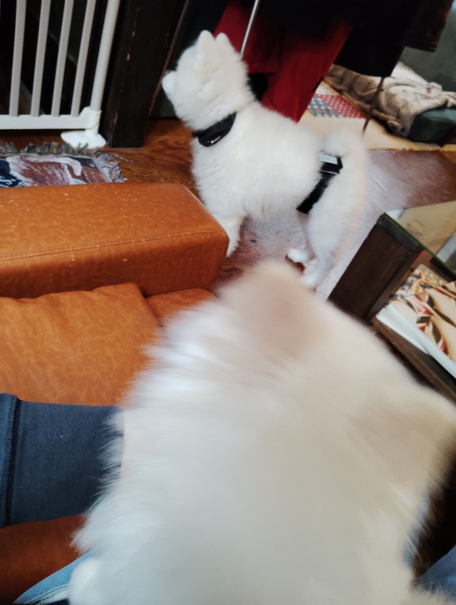 ﾓﾁﾓﾁﾜﾁｬﾜﾁｬ