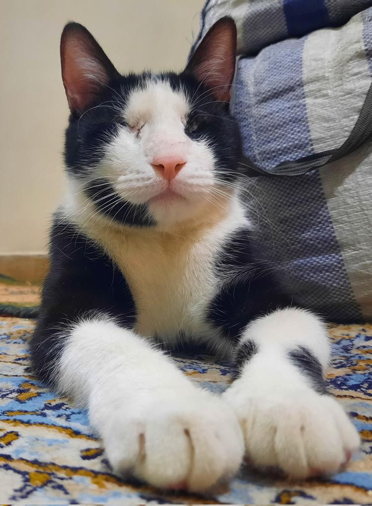 جای خواب ایو tweet media