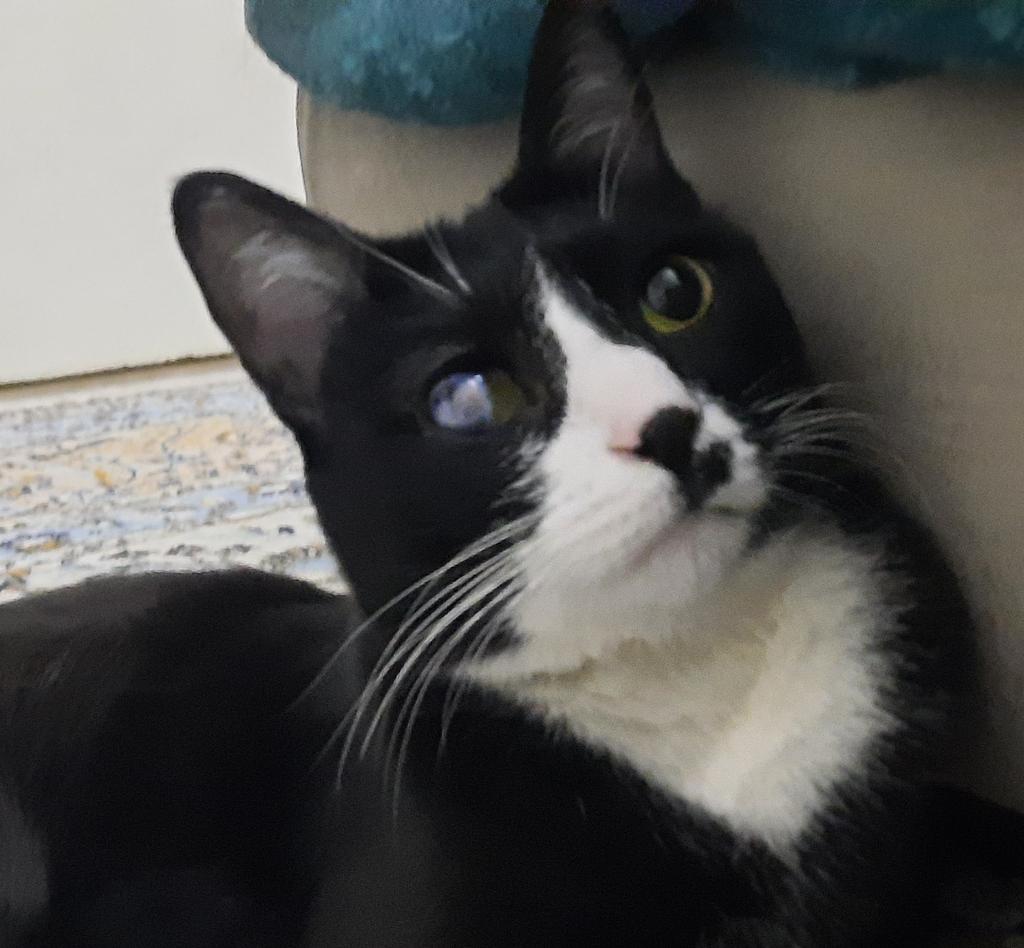 جای خواب ایو tweet media