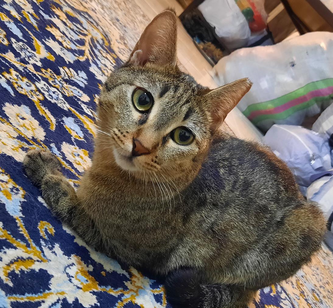 جای خواب ایو tweet media