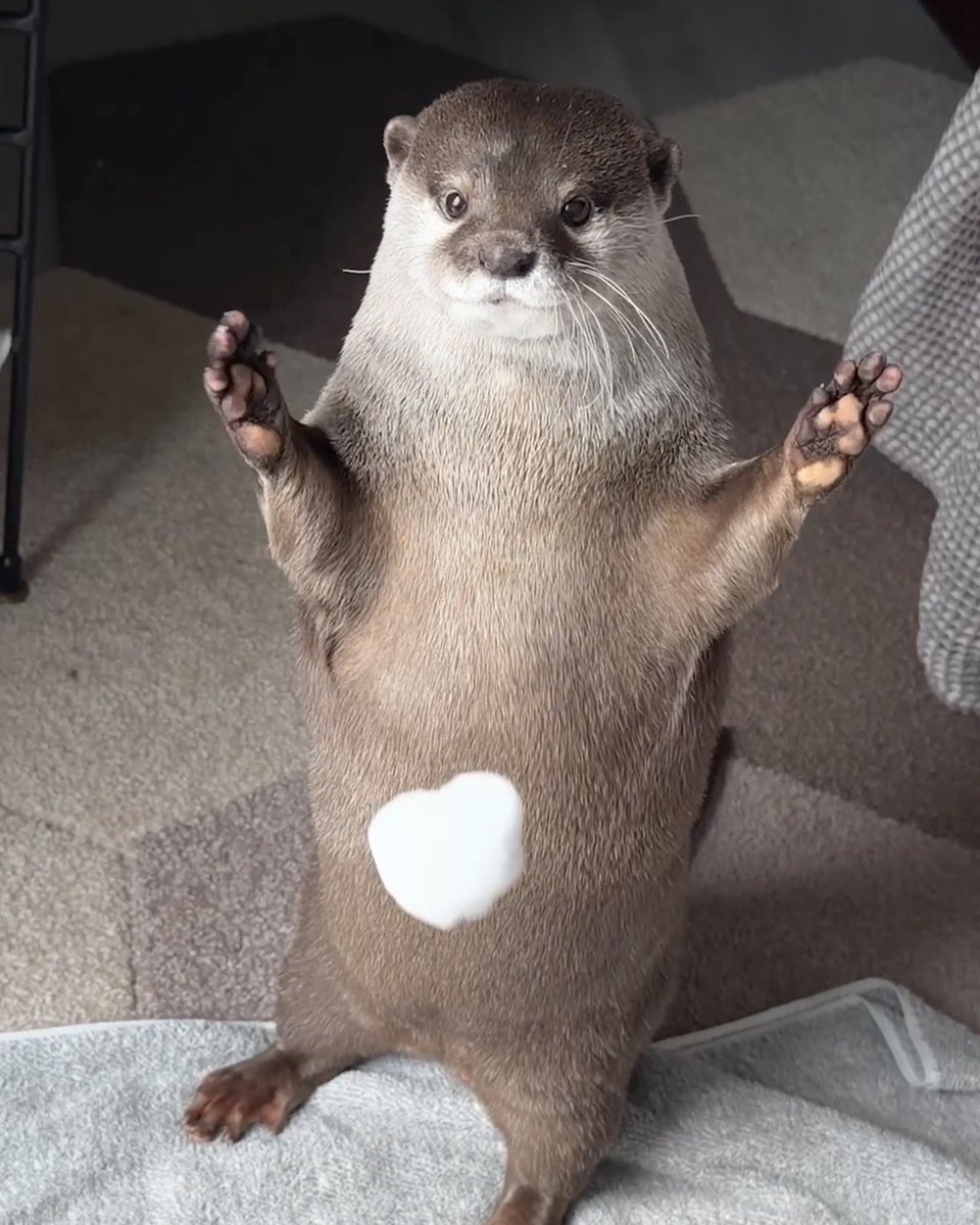 カワウソ コタロー&ハナ Otter Kotaro&Hana (@Cotsumet) / Posts / X