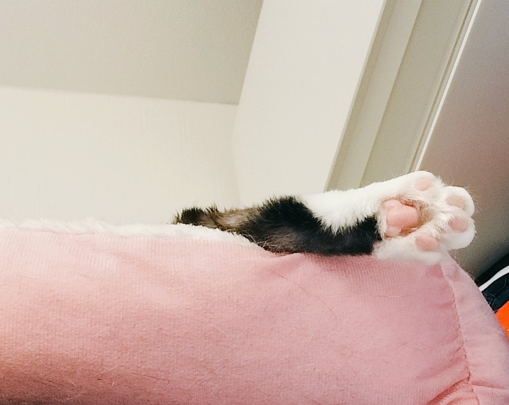 本棚の上で寝ているムギさん。
足が飛び出ててかわいい🩷