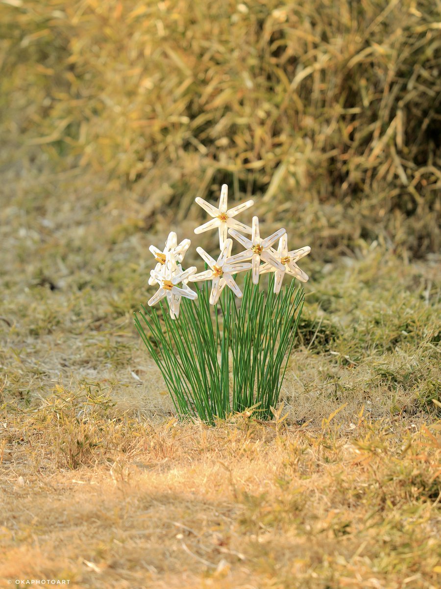 一瞬、水仙ですよね？