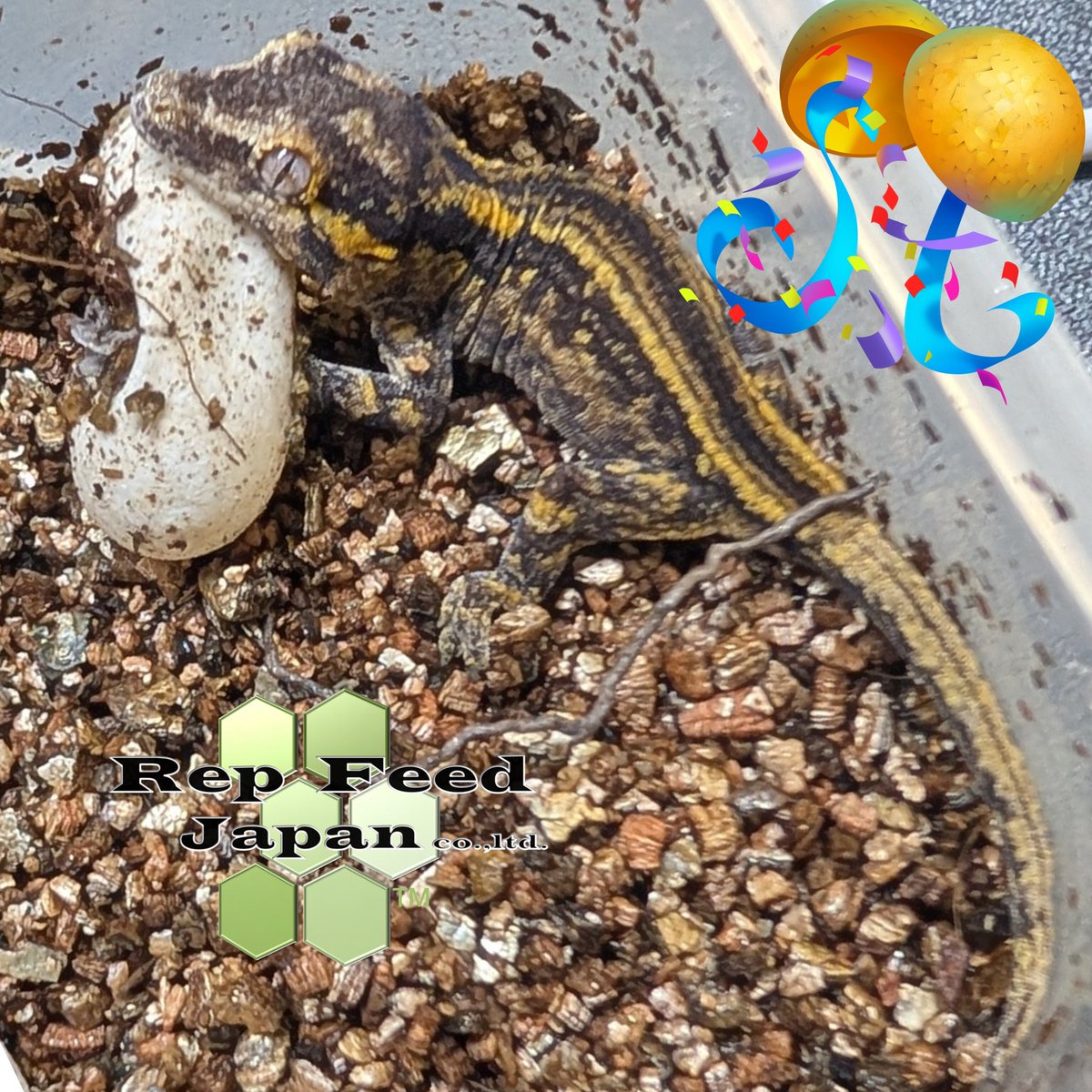 RepFeedJapan co., ltd tweet media