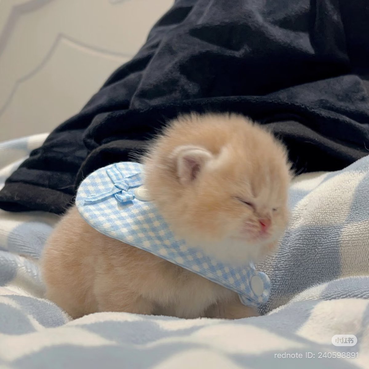 Cat 🐈 (@cutecatsmagic) on Twitter photo 