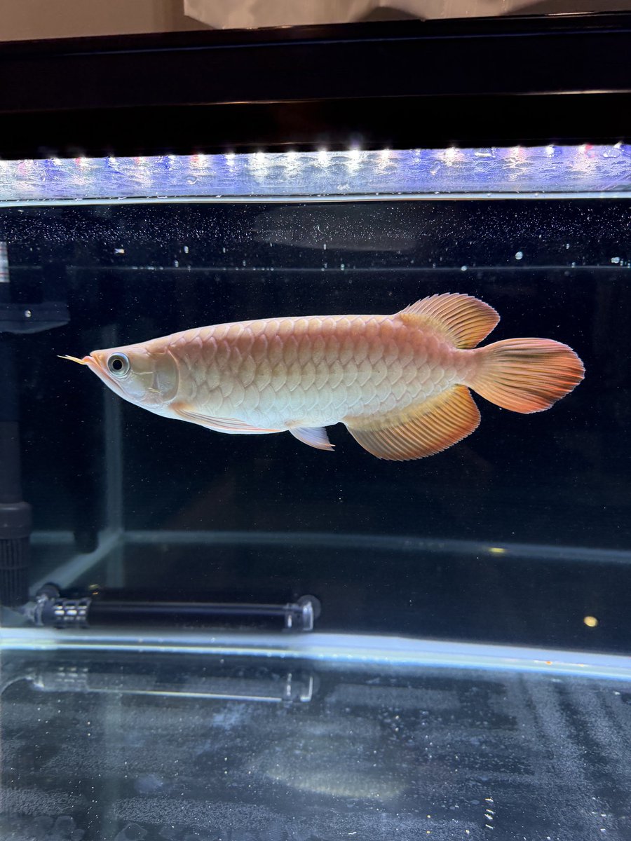 gen_1130's tweet photo. 約2ヶ月でこの成長。
オススメしてくれたカミーユさんには感謝🙇‍♂️
背中も盛り上がってきていい感じ😏
さすが明智さん。
早く紅くなった鑚石背鱗見てみたい。

 #紅龍  #センタラムレッド
 #明智レッド #七祭堂 https://t.co/RRO1DWKuOU