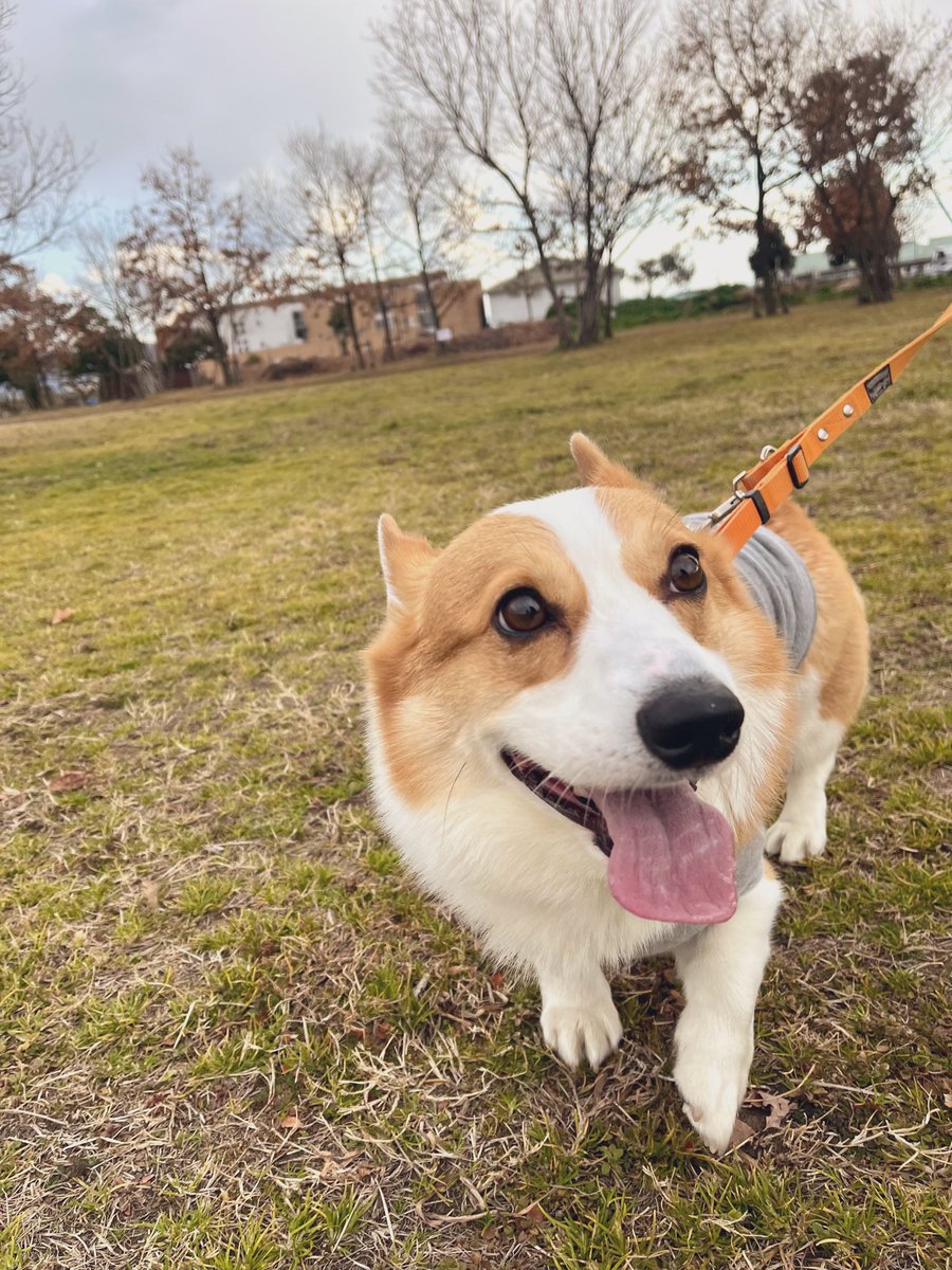 本日の公園散歩🐾 風強かったねー😵💦💦💦 #コーギー #コーギーのいる
