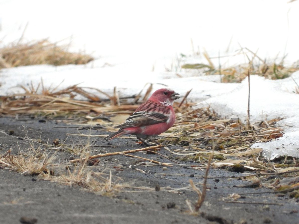 おおくら tweet media