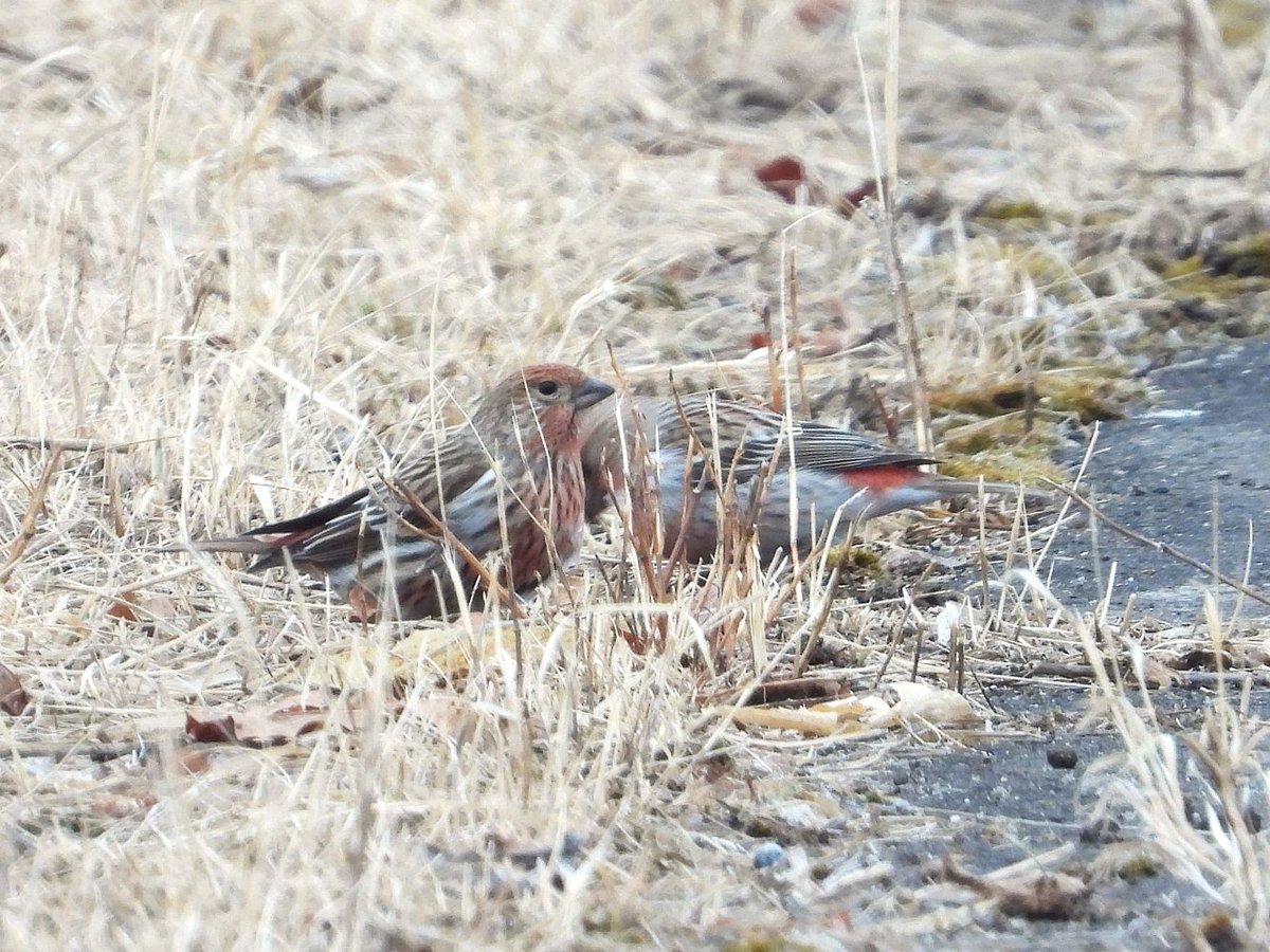 おおくら tweet media