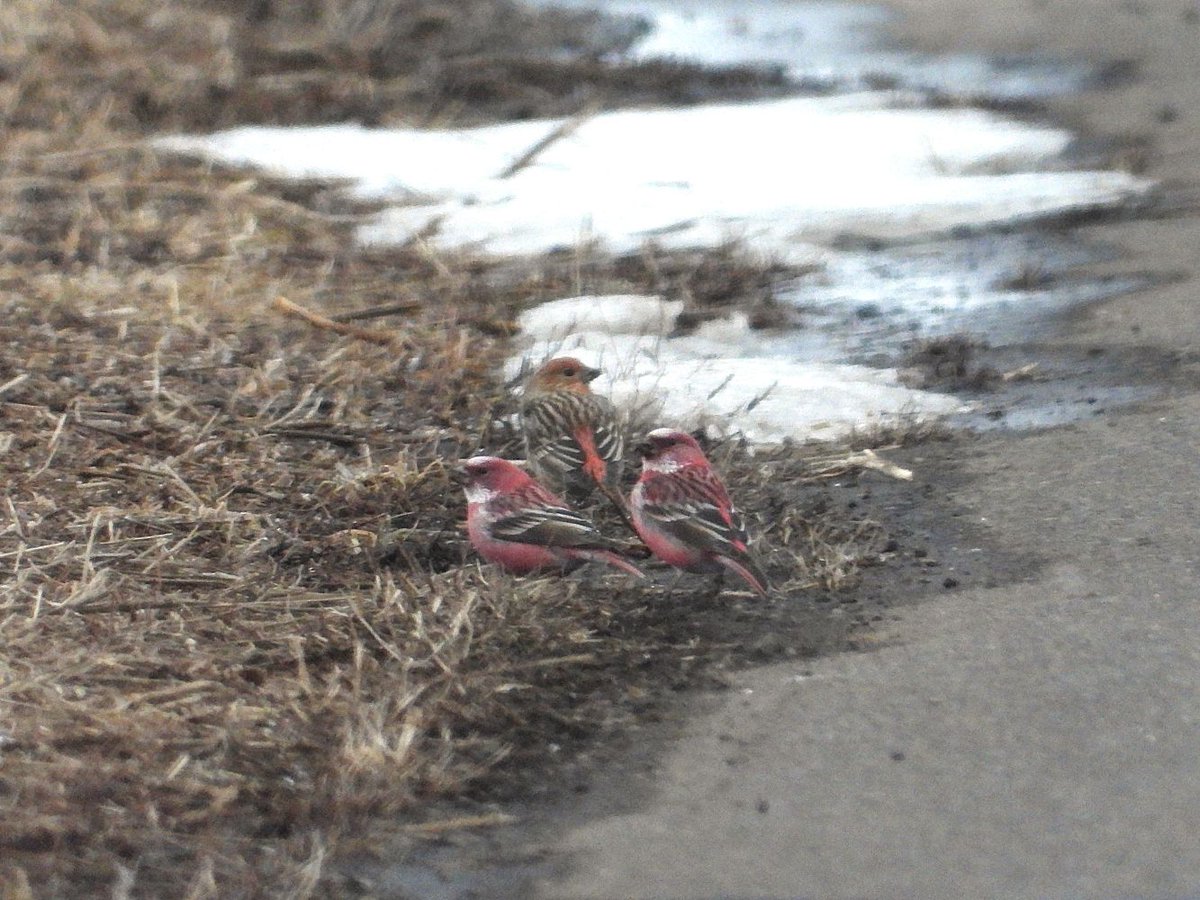 おおくら tweet media