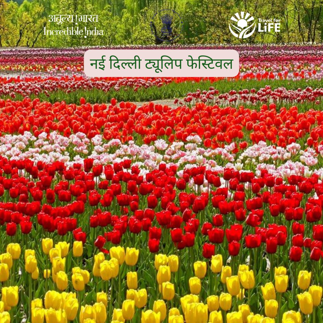 IndiatourismM's tweet image. हर बसंत में नई दिल्ली का ट्यूलिप फेस्टिवल शहर को रंगों की खूबसूरत चादर से ढक देता है। शांतिपथ के हरे-भरे लॉन्स में 100 से अधिक किस्मों के लाल, पीले, गुलाबी और बैंगनी ट्यूलिप आकर्षक डिज़ाइनों में खिले नजर आते हैं।
#DelhiTulipFestival #SpringInDelhi #IncredibleIndia