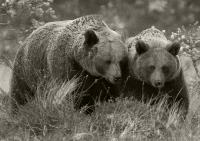 Cantabrian Brown Bear & Otter Research Group tweet media