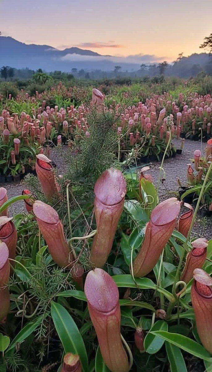 John Lukwese tweet media