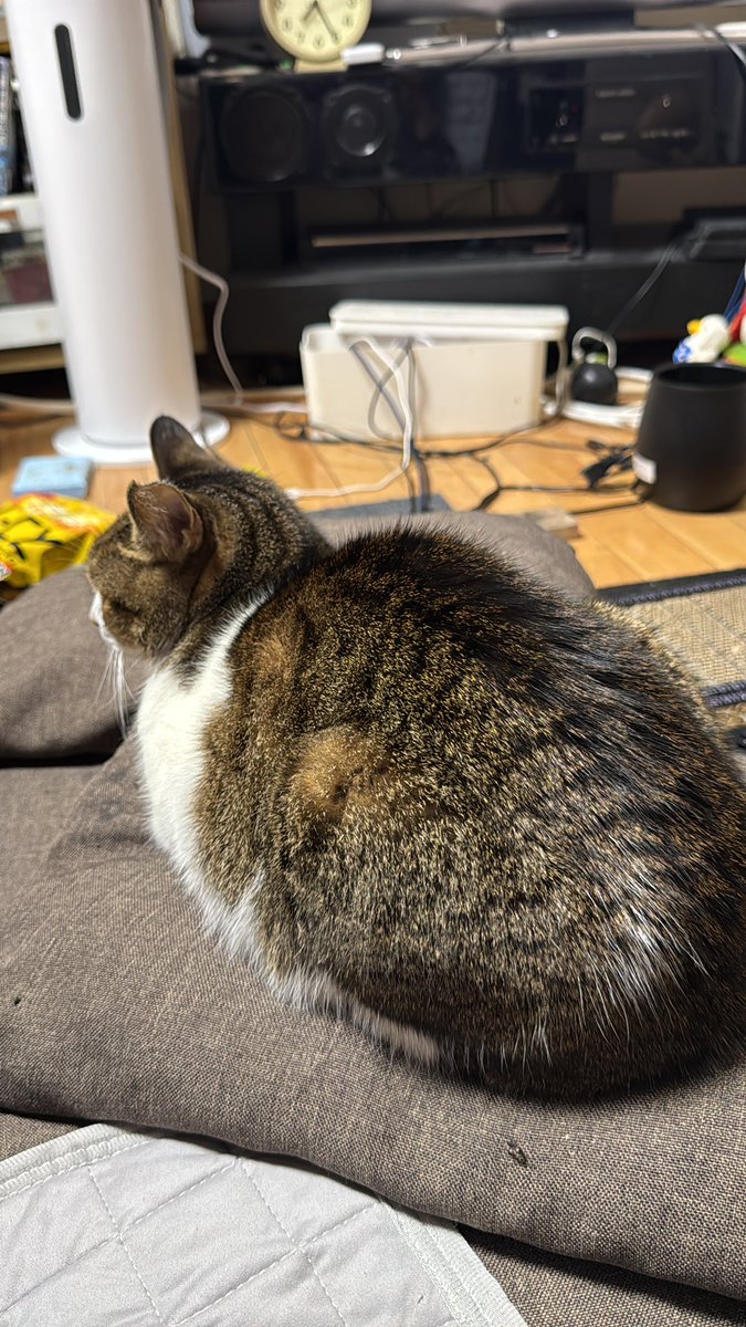 猫虎nekotora (@legende1986) on X