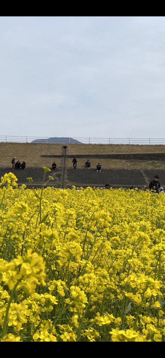 俺は花が似合う男なんで3月頭に菜の花見に行こうと思っている
地獄ではないはず